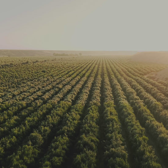 ICONO by MORE olive oil production in Atacama Desert - harvest to bottle