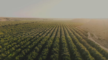 ICONO by MORE olive oil production in Atacama Desert - harvest to bottle
