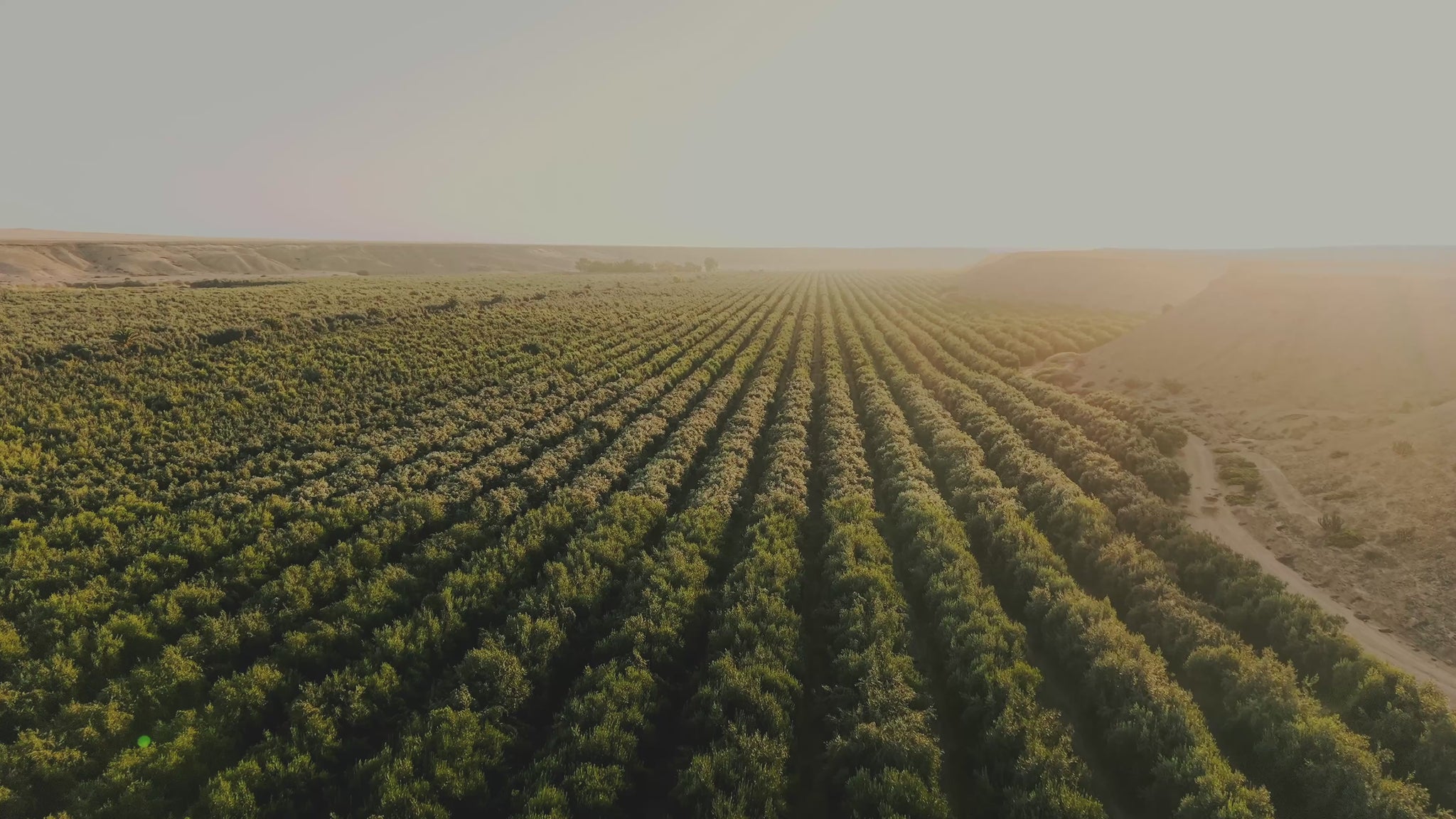 ICONO by MORE olive oil production in Atacama Desert - harvest to bottle